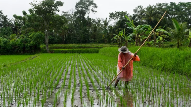 Ancaman Ketahanan Pangan Nasional Indonesia